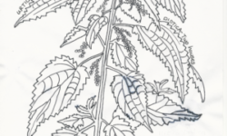 The Nettle Epoch 20/20 – Part 1